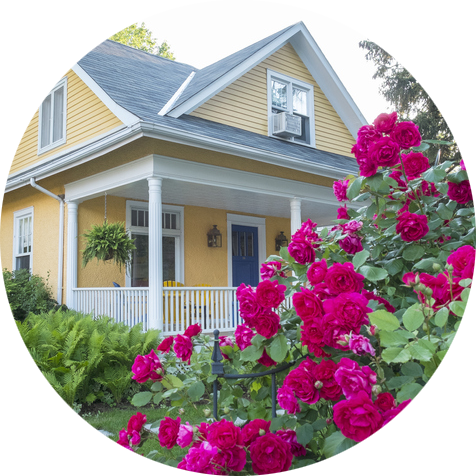 Purple roses in front of a yellow home