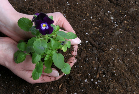 National Plant a Flower Day