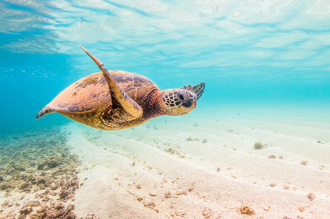 Celebrate World Oceans Day