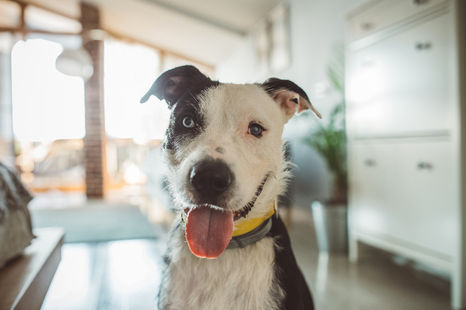 Celebrate National Mutt Day