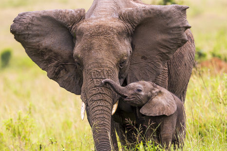 World Animal Day