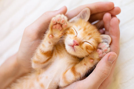 National Kitten Day 