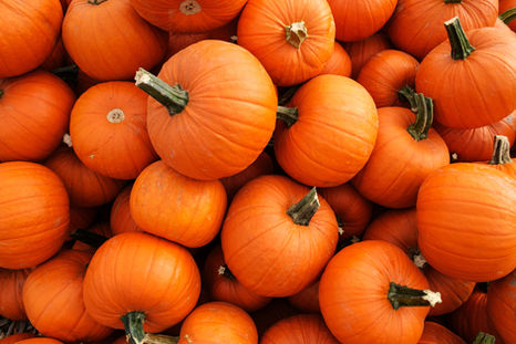 National Pumpkin Day